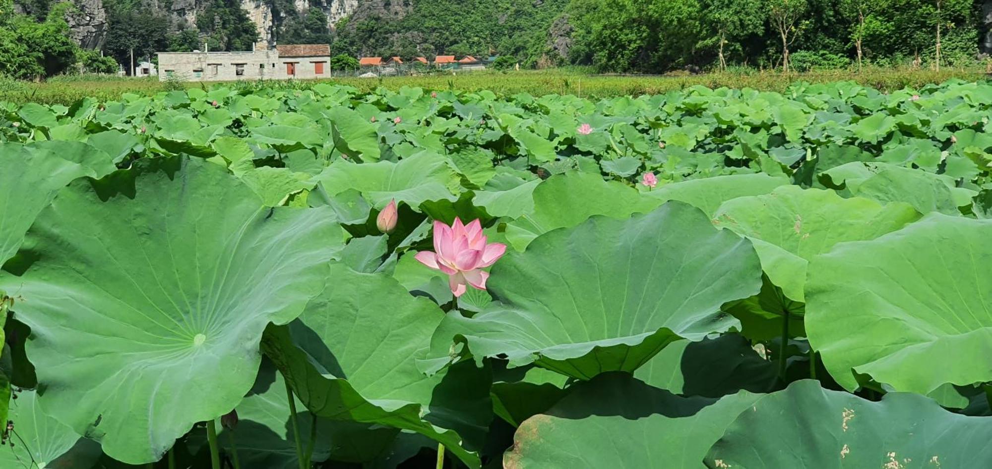Trang An Rice Field Homestay Ninh Binh Esterno foto